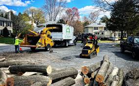 Best Tree Cabling and Bracing  in Crystal Lawns, IL