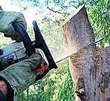 Best Tree Preservation Services  in Crystal Lawns, IL