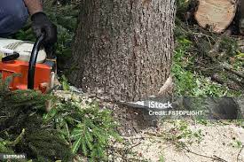 Best Tree Disease Treatment  in Crystal Lawns, IL